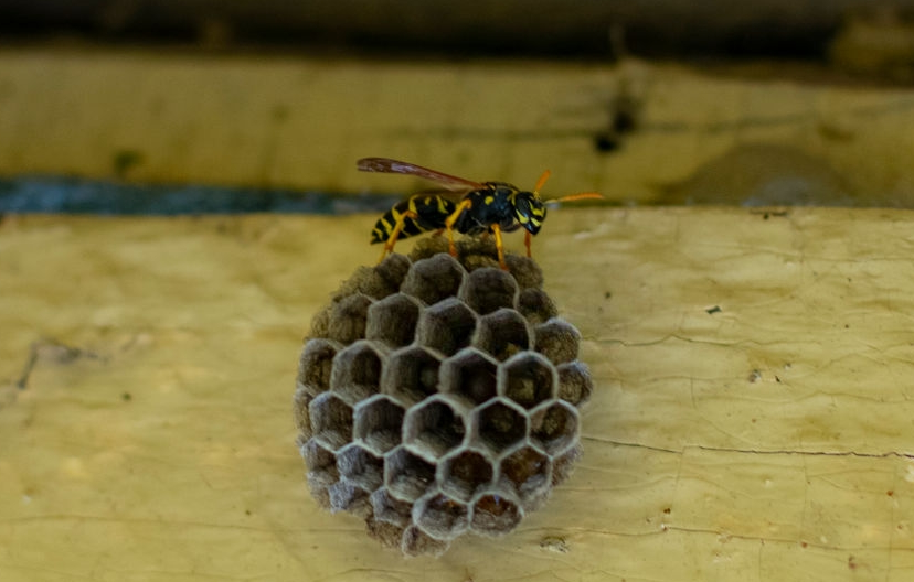 Bees and Wasps Control Cost